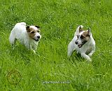 Parson Russell Terrier 9R046D-056